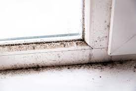 how to identify black mold in your rv