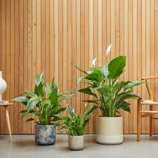 Indoor Plant And Houseplant Delivery