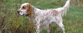 The barking boutique has english setter puppies for sale! Decoverly Kennels