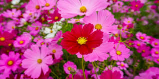 Growing Vegetables And Flowers Together