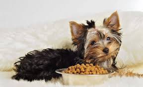 5 best dog foods for toy breeds 2023