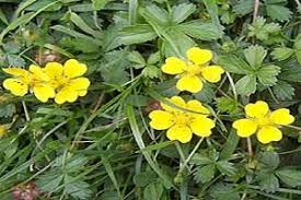 Easy Guide To Common Weeds (Yellow flower) - Lawnscience
