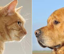 dogs vs cats which pet is better for