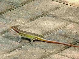 fun rainbow skink facts for kids kidadl