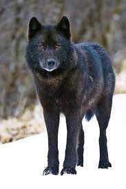 They also have the ability to fly at will. Alexander Archipelago Wolves Need Urgent Help Following Record Killings In Alaska S Tongass National Forest Center For Biological Diversity