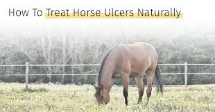 how to treat horse ulcers naturally