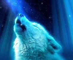 wolf live wallpaper mylivewallpapers com