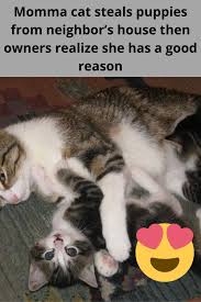 Some animal moms just aren't programmed to nurture and keep their brand new babies alive. Momma Cat Steals Puppies From Neighbor S House Then Owners Realize She Has A Good Reason Cats Puppies Mommas