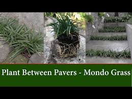 How To Grow Dwarf Mondo Grass Between