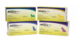 Guide To Atopica For Dogs Uses Dosage Side Effects