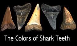 The Shark Gallery Shark Facts And Information Including