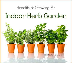 indoor herb garden 5 reasons you