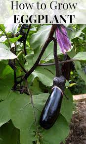 how to grow eggplant easy gardening