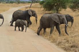 Suchen sie in stockfotos und lizenzfreien bildern zum thema elefanten bilder von istock. Elefanten Familie Elephant Animals