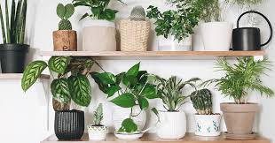 benefits of having plants in your home