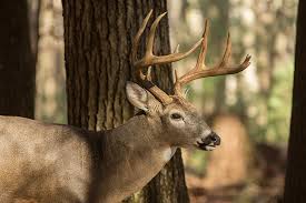 Illinois Best Public Land Deer Hunting