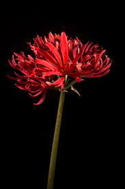 spider lily flower petals red hd