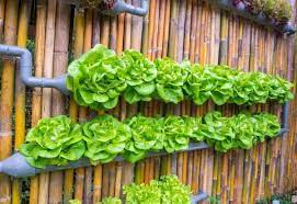 Vertical Gardening Tips For Foodies