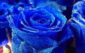 rose water drops blue colour pictures