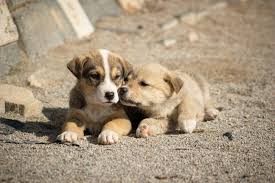 two cute puppies free stock photo
