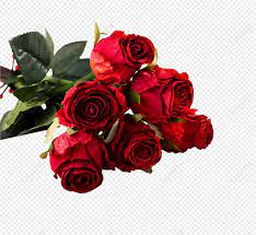 red rose images hd pictures for free
