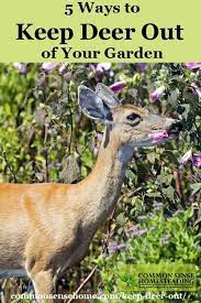 Garden 5 Deer Deter Strategies