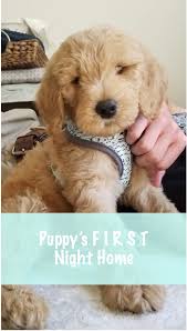 We also realize it can be a real adjustment we start potty training at 7 weeks. Our Goldendoodle Puppy S First Day Home