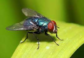 How To Get Rid Of Flies Outside 6