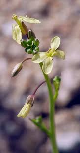 Brassica tournefortii Calflora
