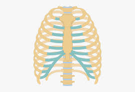 Clip Art Picture Of Human Ribs Unlabeled Rib Cage Diagram