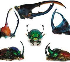 scarab beetles with horns sle taxa