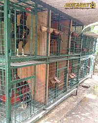 Sementara anak ayam yang masih kecil disimpan di kandang ukuran kecil 1 meter x 0,60 meter dengan memakai lampu pijar untuk pemanas kandang. Ukuran Ideal Kandang Ayam Bangkok Tentang Kolam Kandang Ternak Di 2021 Kandang Ayam Ayam Ternak Ayam
