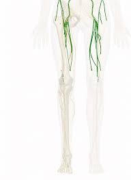 Femoral Nerve Anatomy Pictures And Information