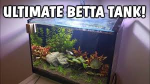 If you lust over the kind of unique betta fish tanks. 27 Betta Fish Tank Ideas Wonderfully Creative Designs