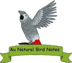 Au Natural Bird Notes Eclectus Species Profile