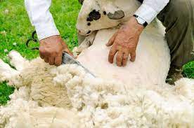sheep shearing how do we get wool from