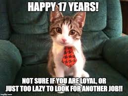Cat memes are considered to be universal ones, which are used for all occasions! Happy Work Anniversary Memes Gifs Imgflip