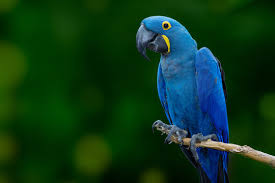 macaw images browse 190 855 stock
