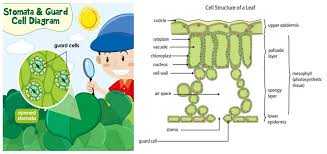 Photosynthesis In Plants Lesson