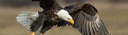 25 types of eagle facts and photos