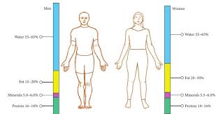 Some people study the human body. Differences Between Men S And Women S Human Body Composition 7 Download Scientific Diagram