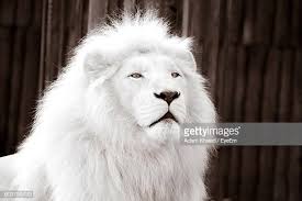 Image result for white lion