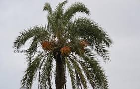 12 Different Types Of Palm Trees Found In India
