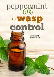 peppermint oil for wasp control