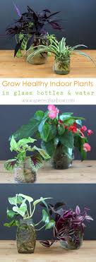 Grow Beautiful Indoor Plants In Water