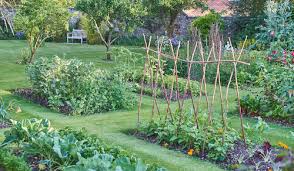 vegetable garden ideas for healthy living