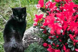 The key is to get your cat to the vet right away. Common Garden Plants That Are Toxic To Cats