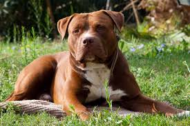 American Pitbull Terrier Red Nose Pets Gallery