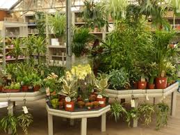 Houseplants Trowbridge Garden Centre