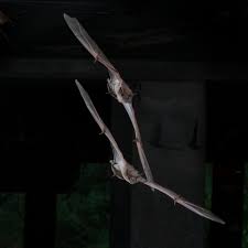 bats in motion imagelight